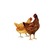 Maketu Poultry Farms